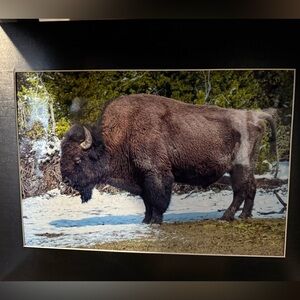 American Bison in Winter” – Edward Warner Fine Art Wildlife Photography